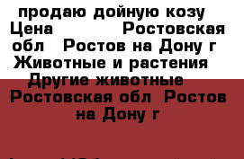 продаю дойную козу › Цена ­ 5 000 - Ростовская обл., Ростов-на-Дону г. Животные и растения » Другие животные   . Ростовская обл.,Ростов-на-Дону г.